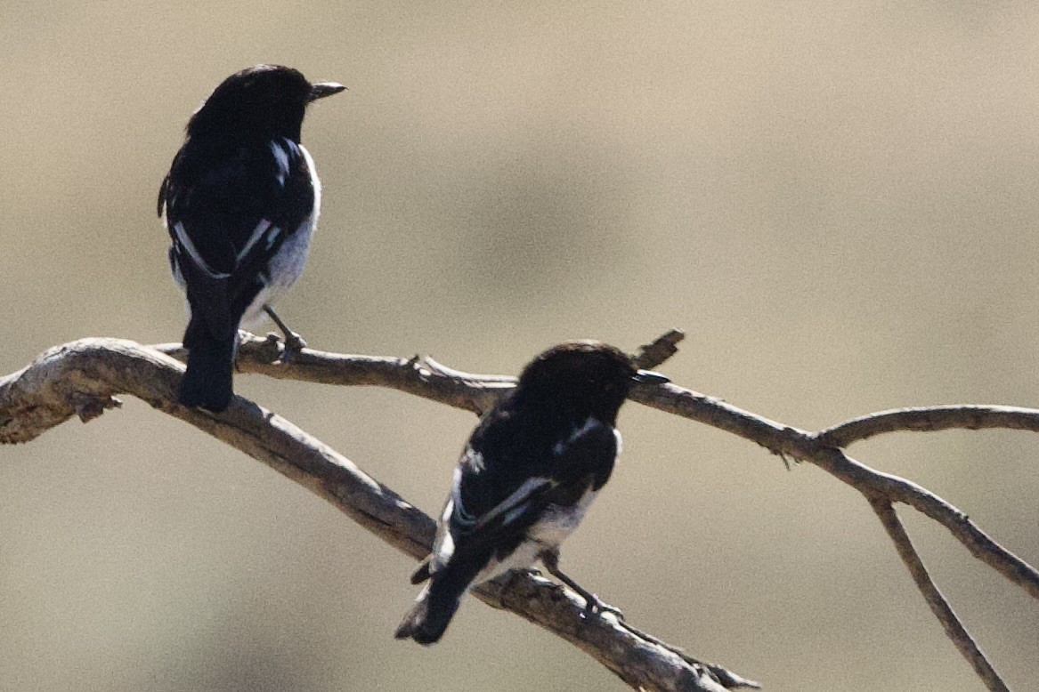 Hooded Robin - ML647435719