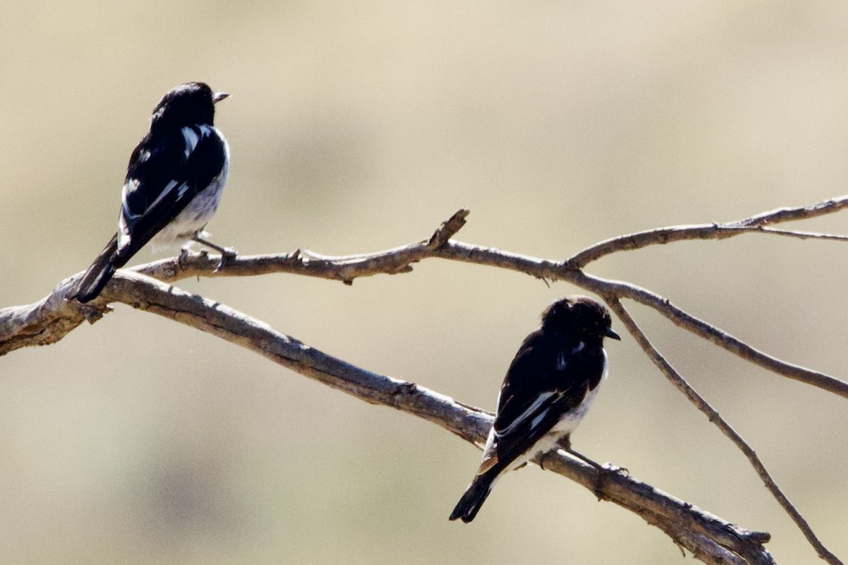 Hooded Robin - ML647435722