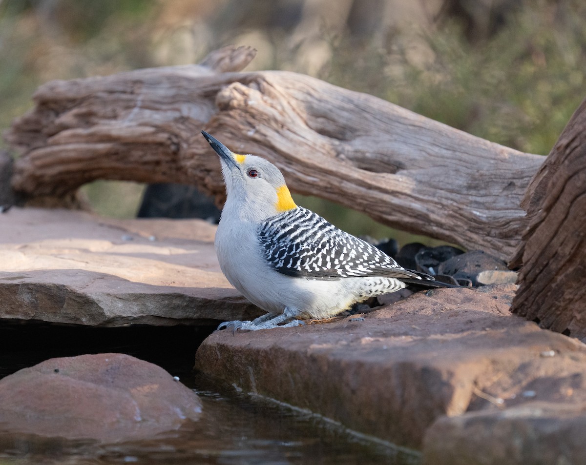 Golden-fronted Woodpecker - ML647435742