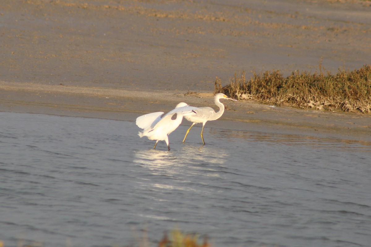 Трёхцветная x Снежная цапля (гибрид) - ML647435748