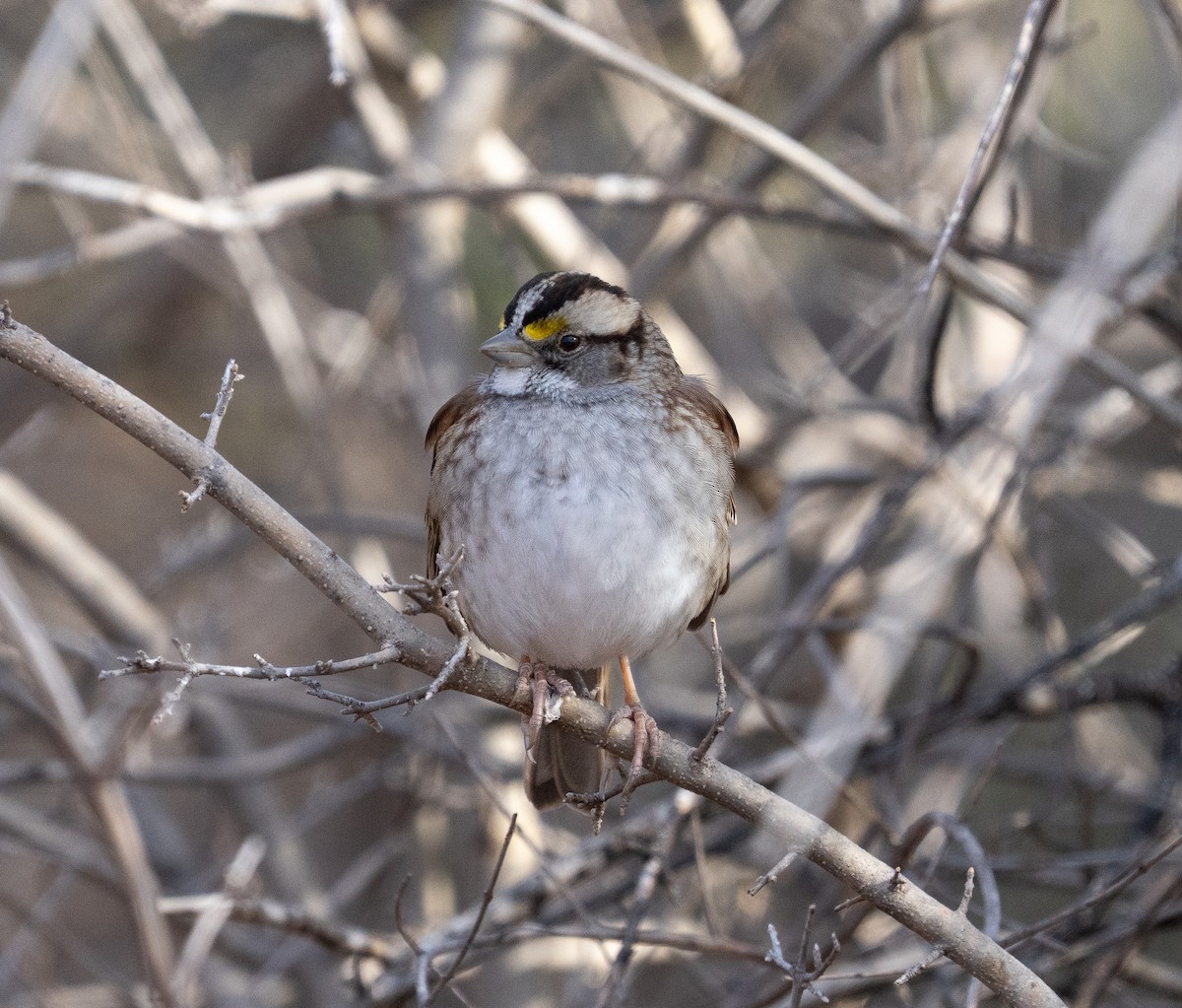 White-throated Sparrow - ML647435761