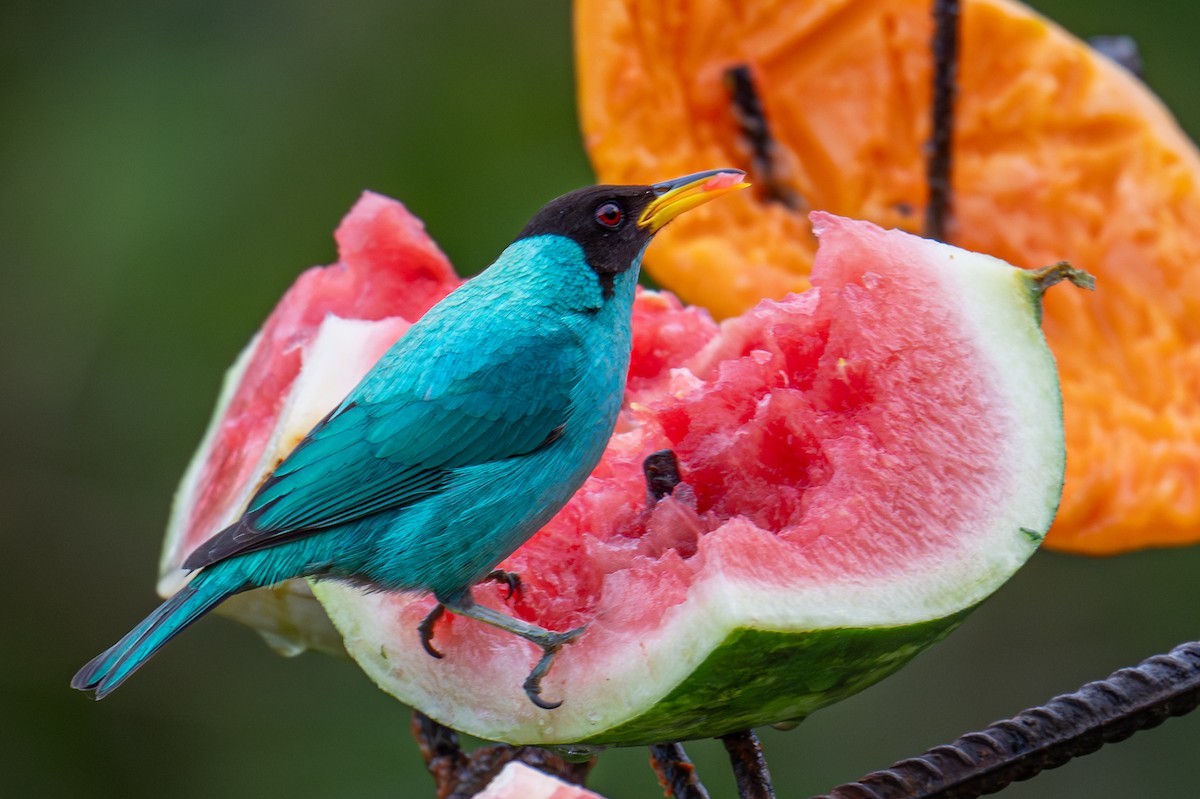 Green Honeycreeper - ML647435764