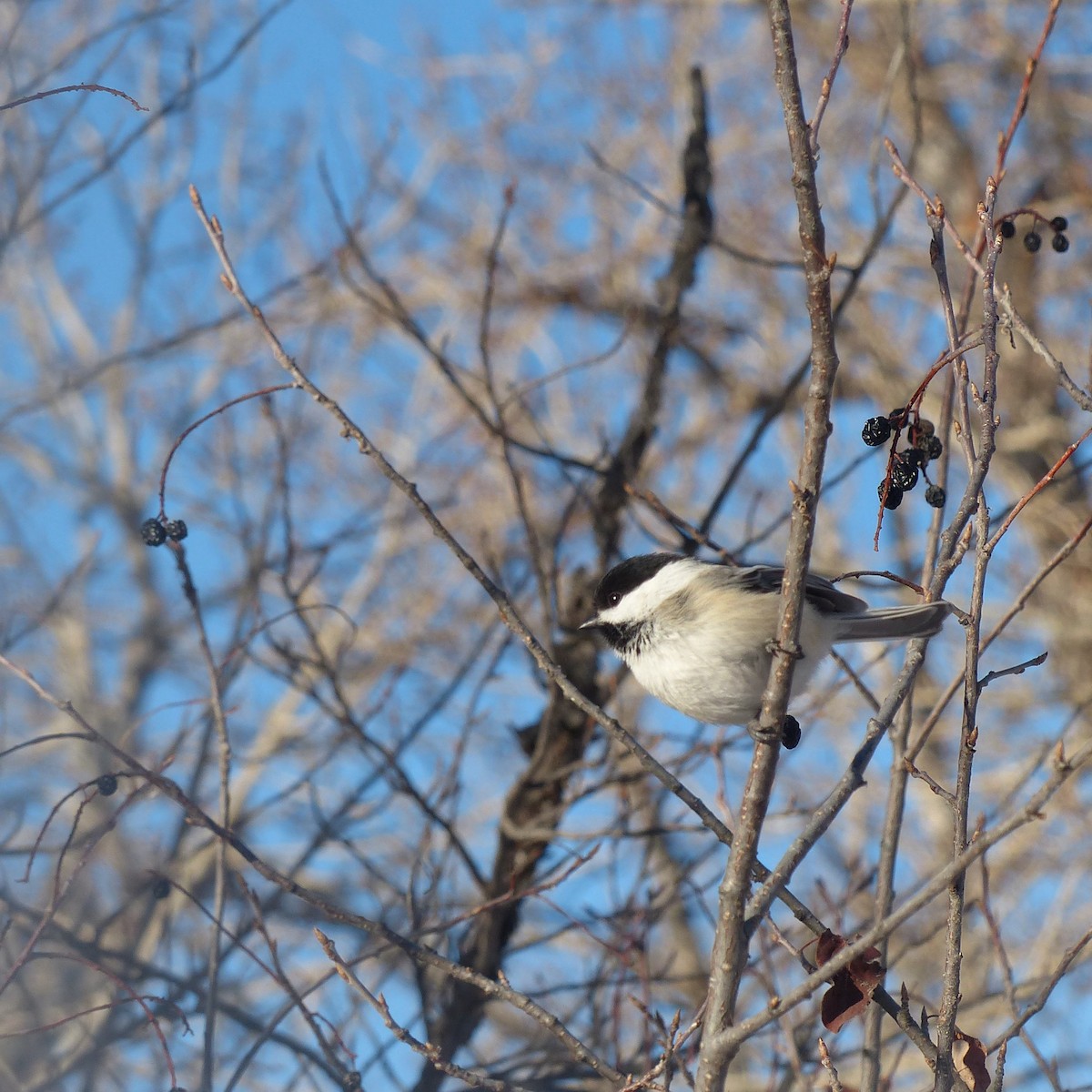 Black-capped Chickadee - ML647435766