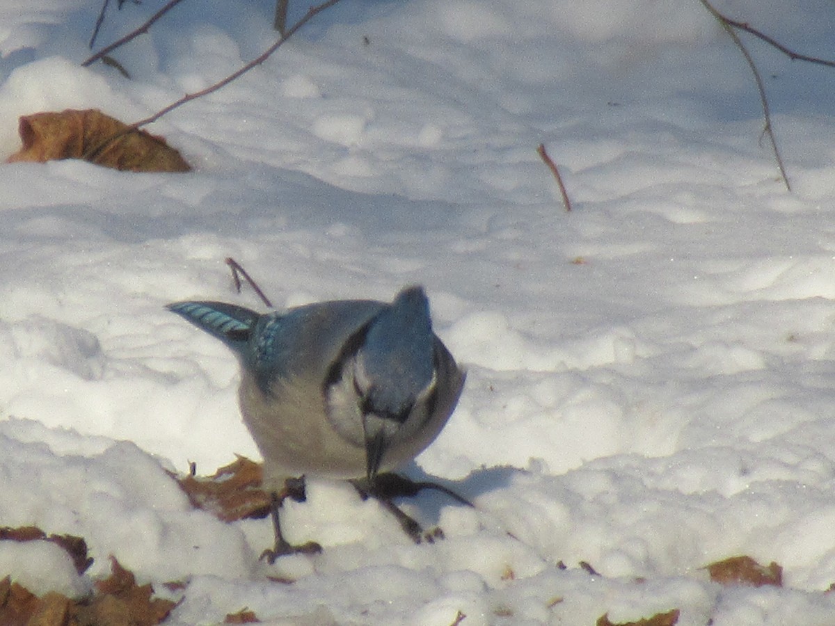 Blue Jay - ML647435767