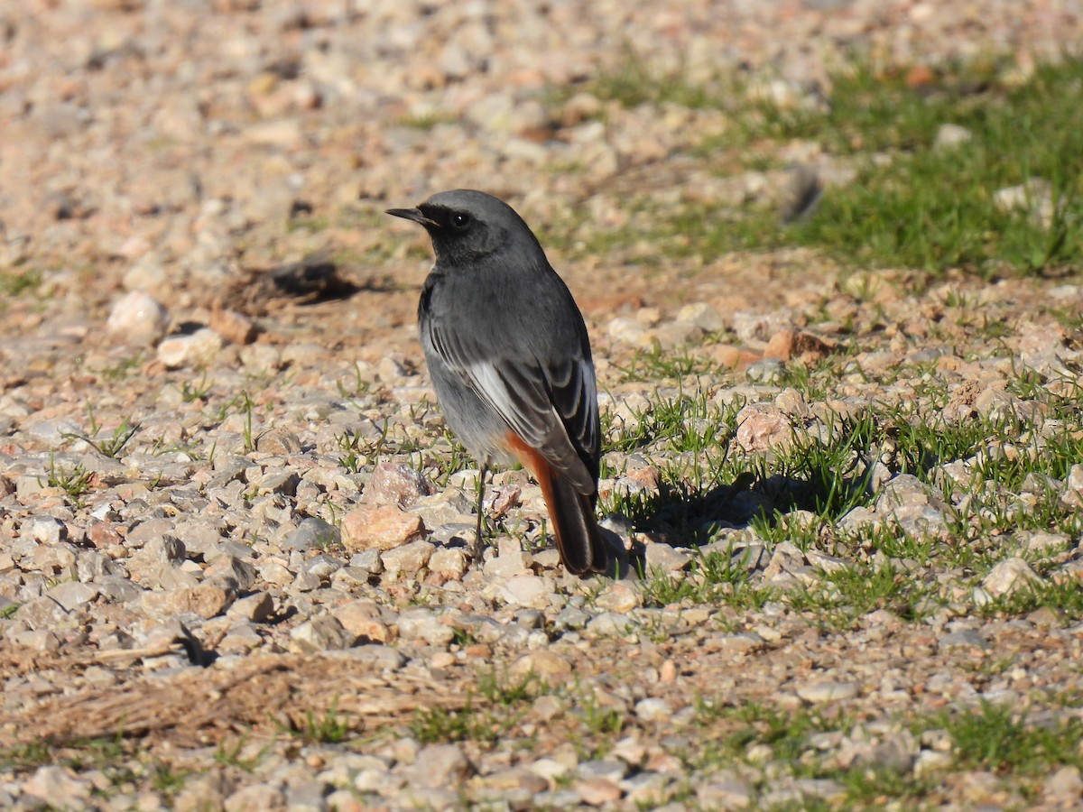 Black Redstart - ML647435770