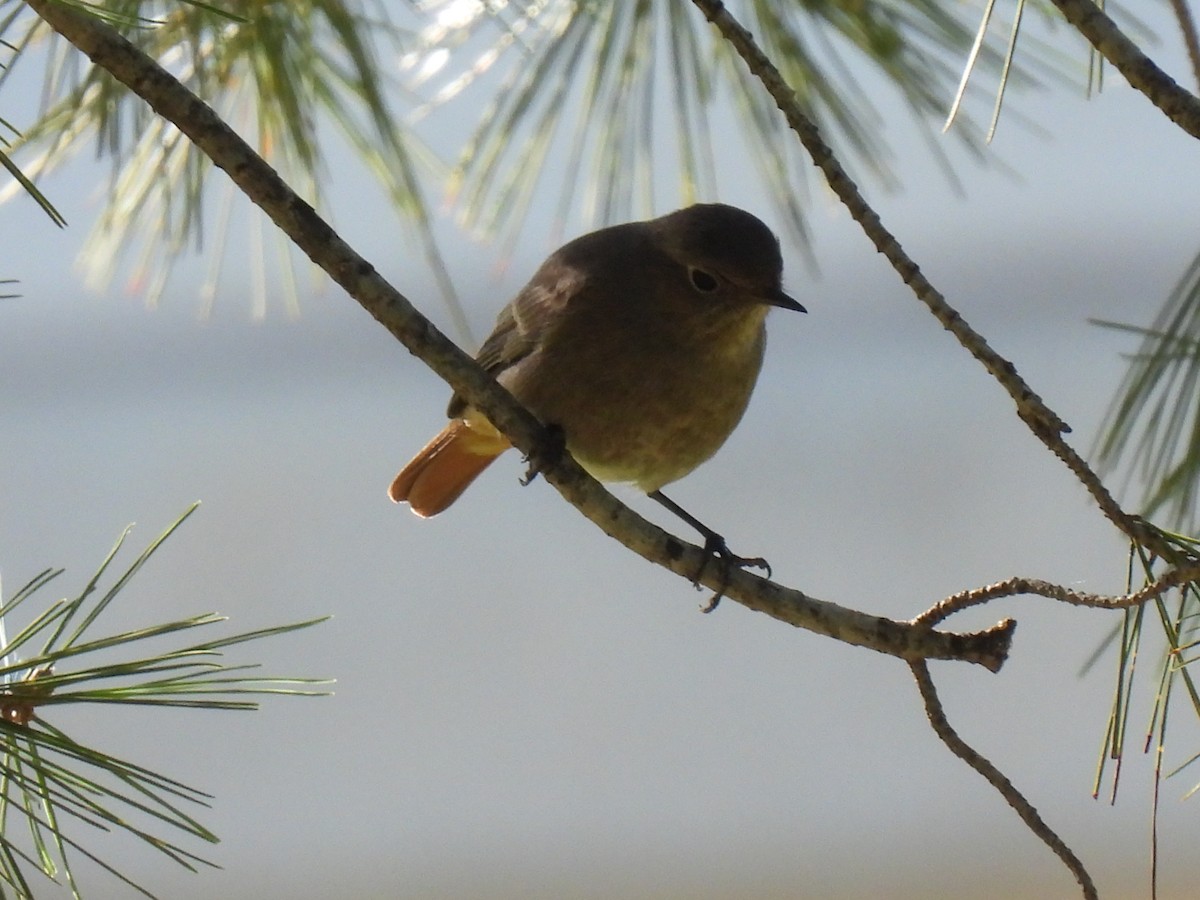 Black Redstart - ML647435786