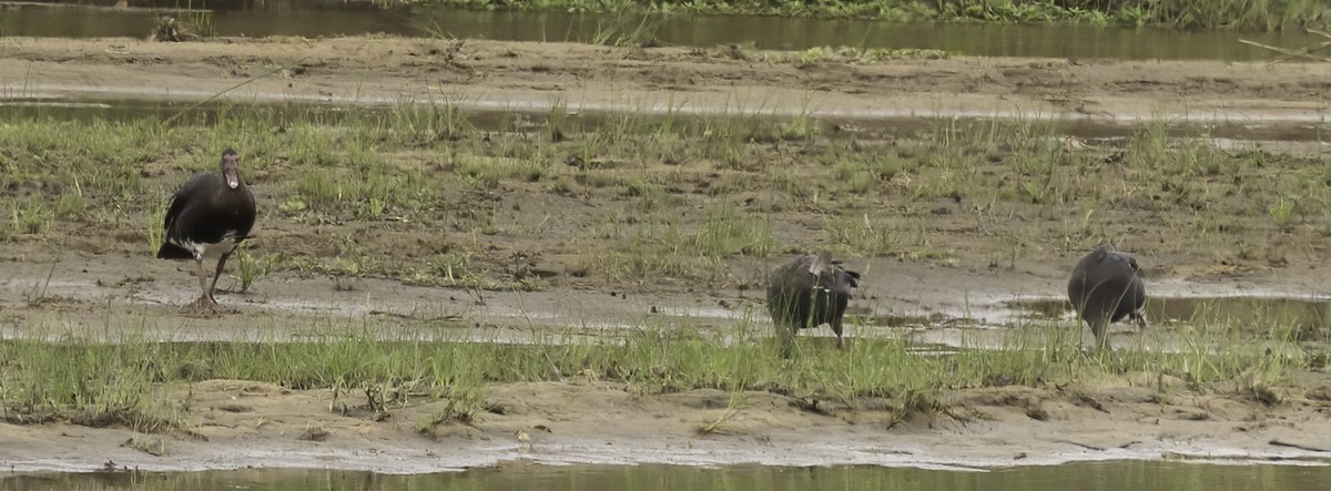 Swainson's Spurfowl - ML647435792