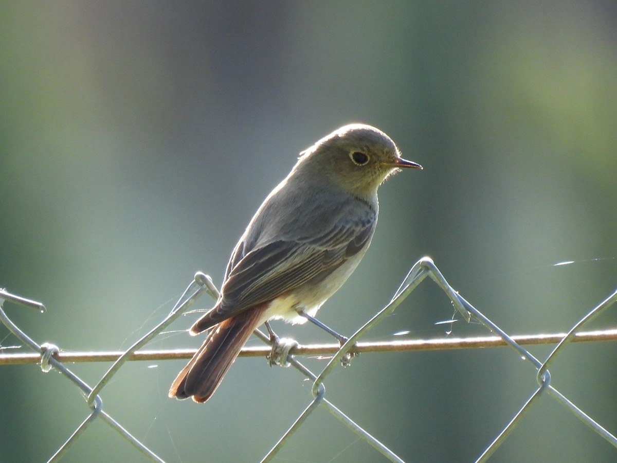 Black Redstart - ML647435794