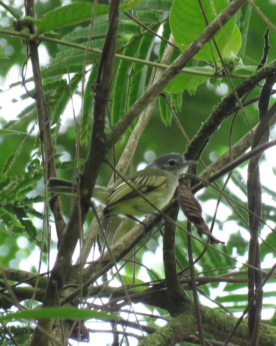 Yellow-olive Flatbill - ML647435797