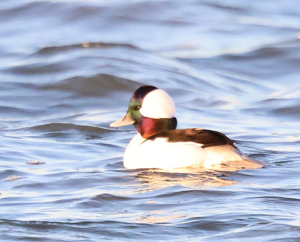 Гоголь малий - ML647435865