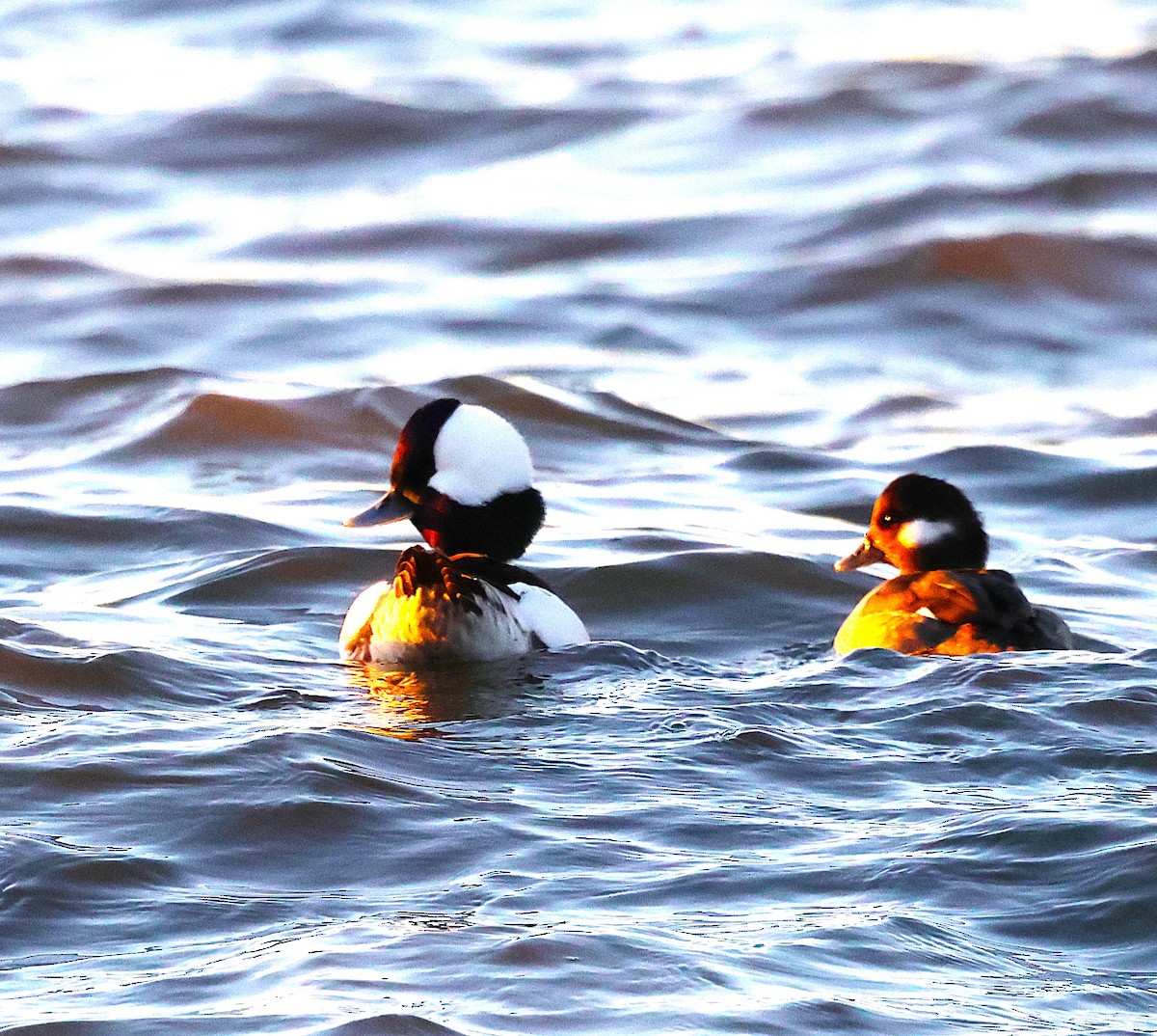 Гоголь малий - ML647435866