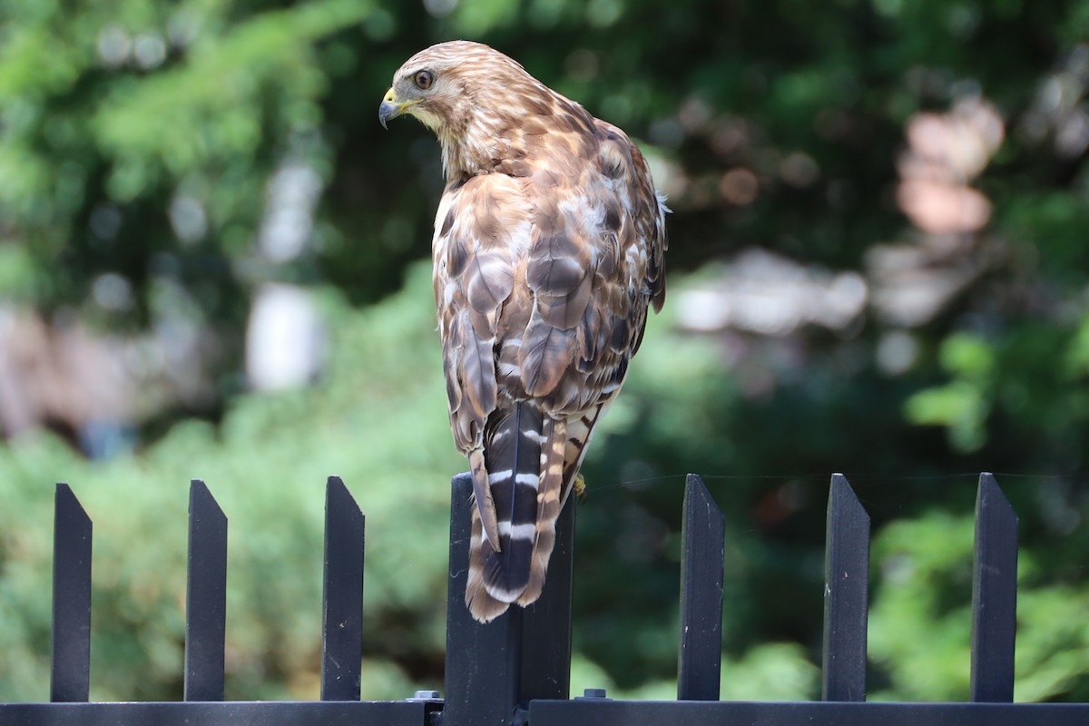 Red-shouldered Hawk - ML647435879