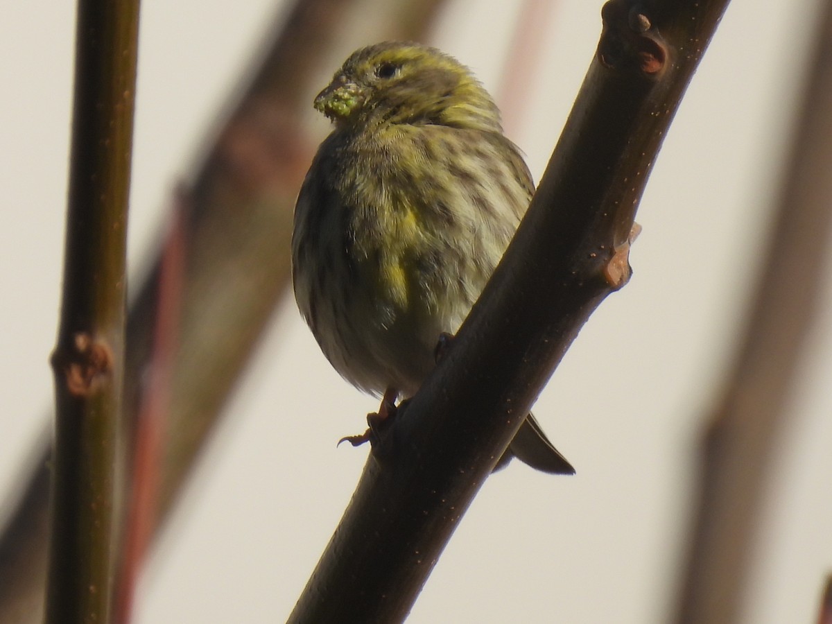 European Serin - ML647435887