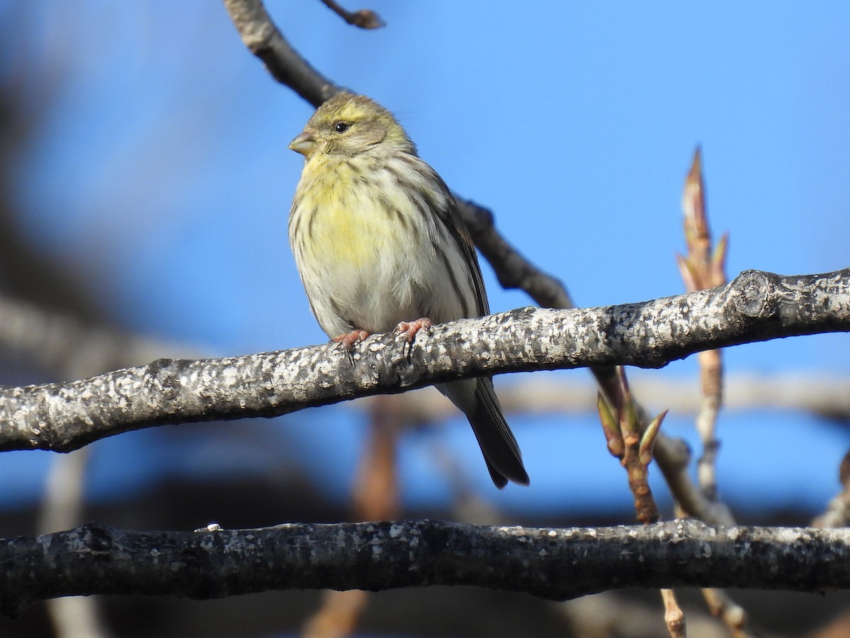 European Serin - ML647435892