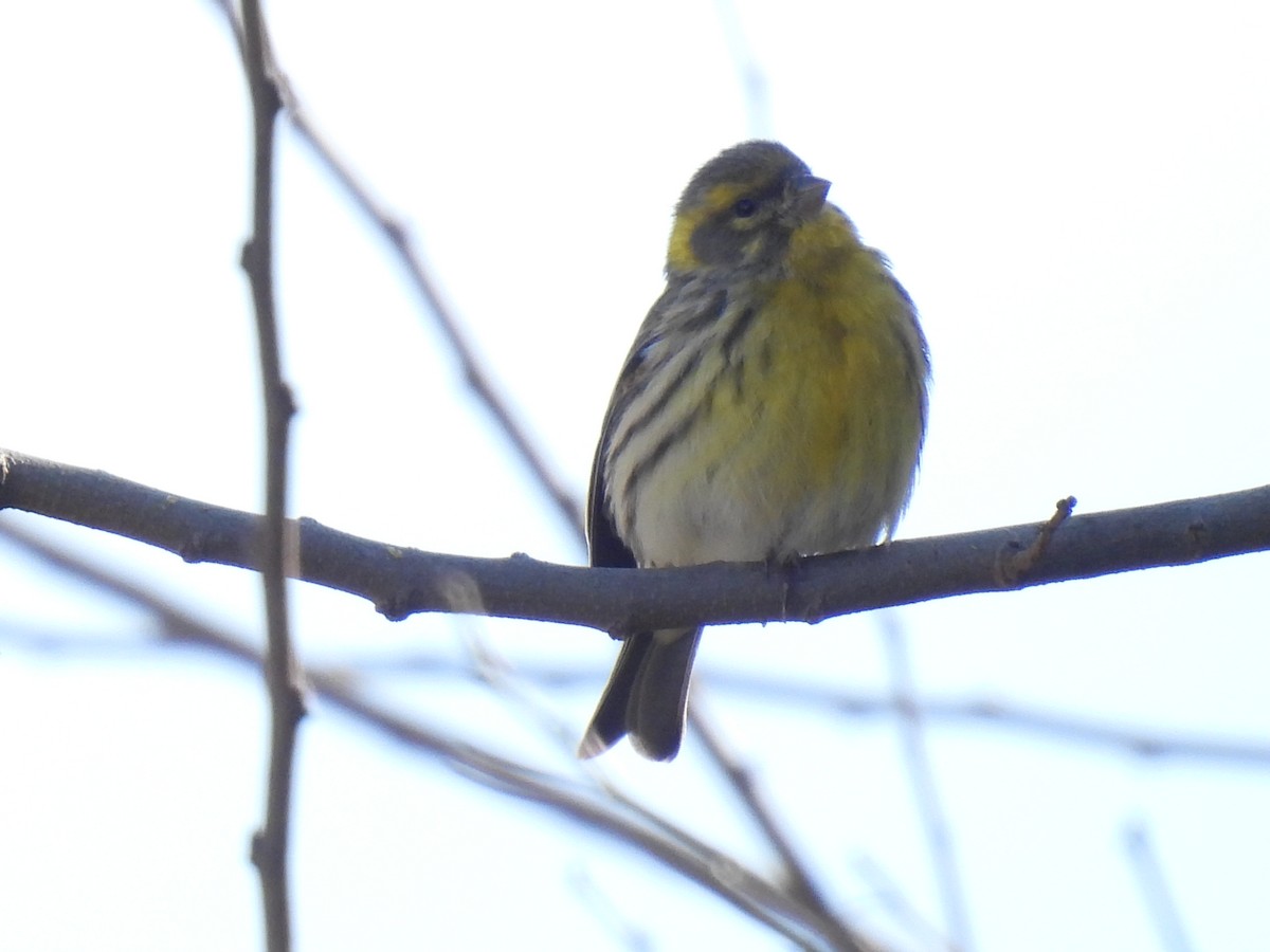 European Serin - ML647435895