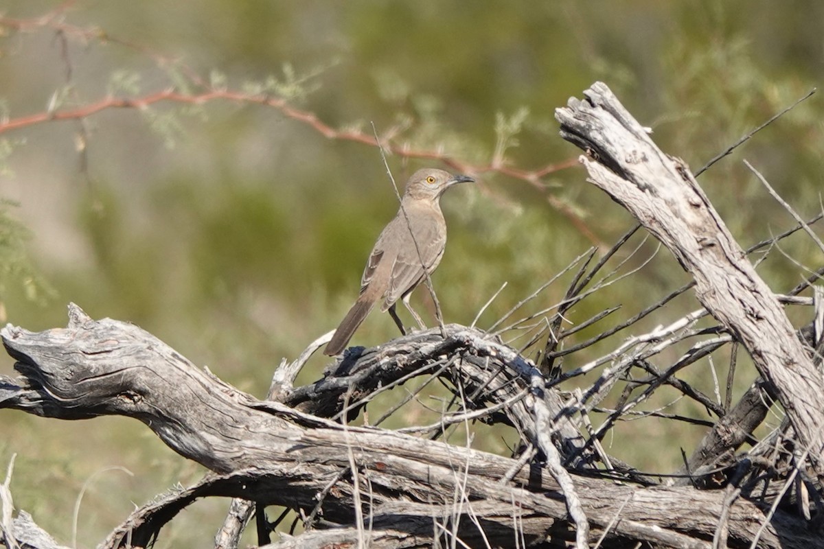 Тремблер кактусовий - ML647435897