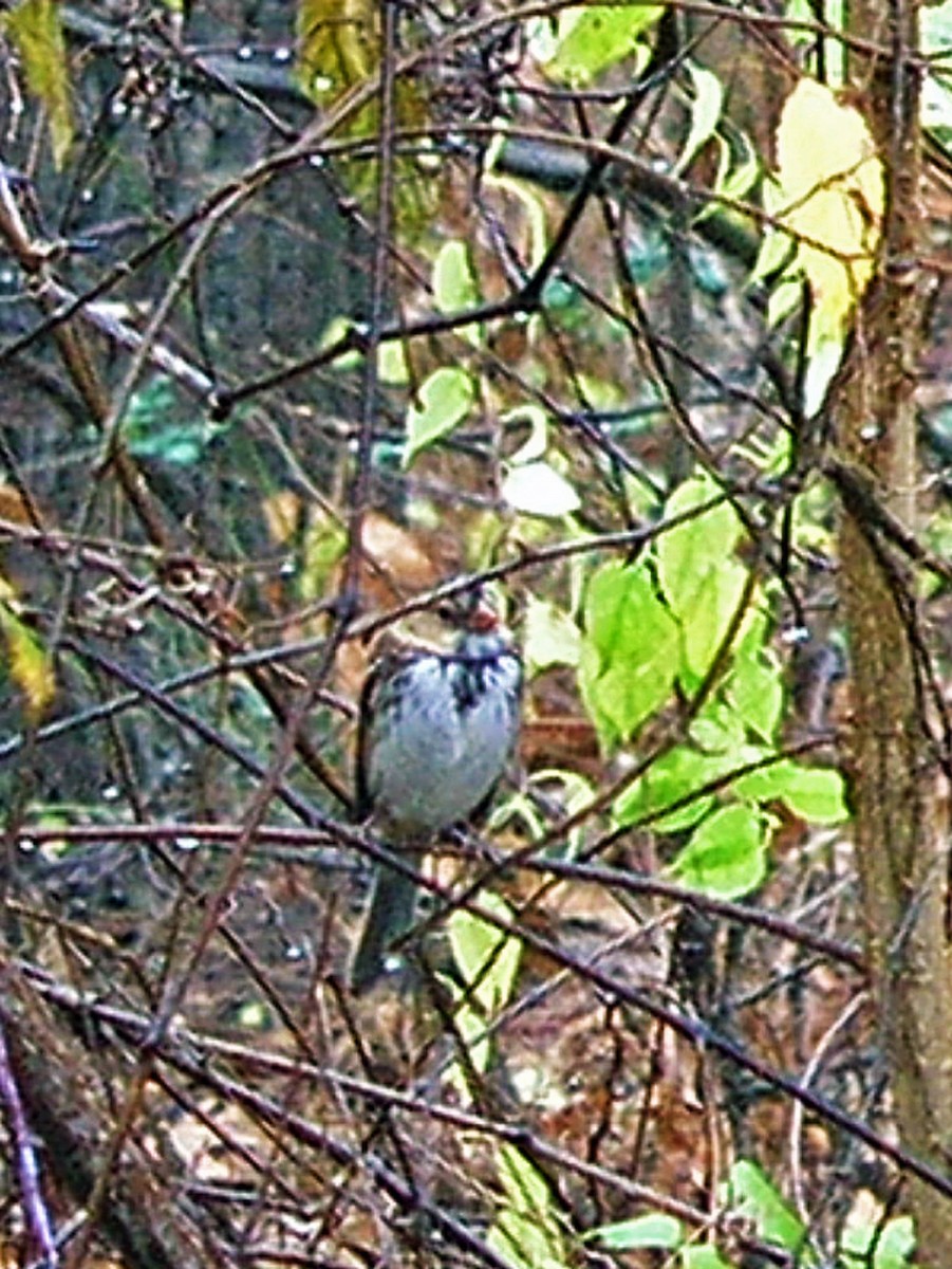 Harris's Sparrow - Gary Mueller