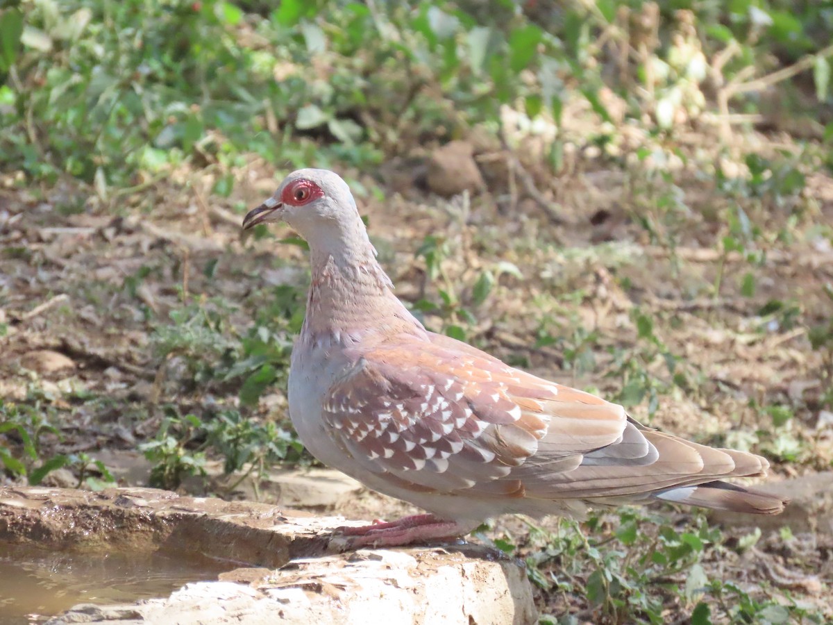 Speckled Pigeon - ML647435913