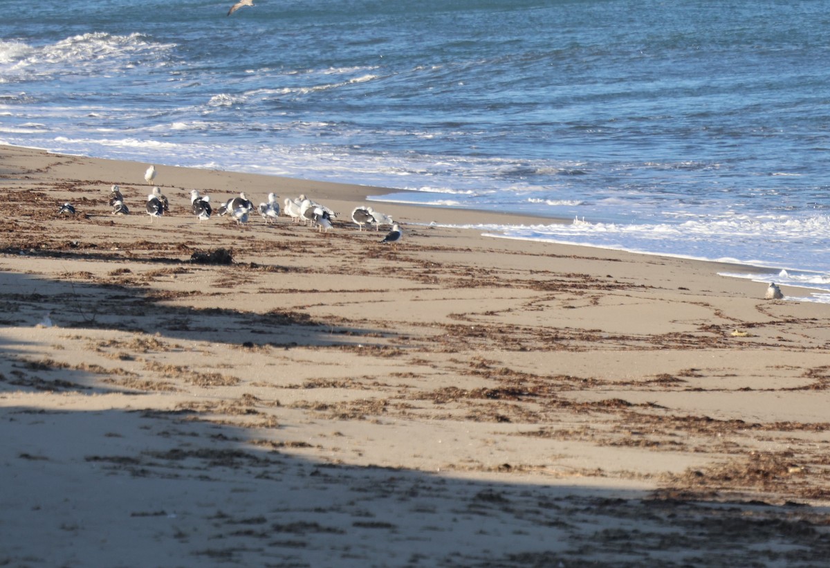 Lesser Black-backed Gull - ML647435917
