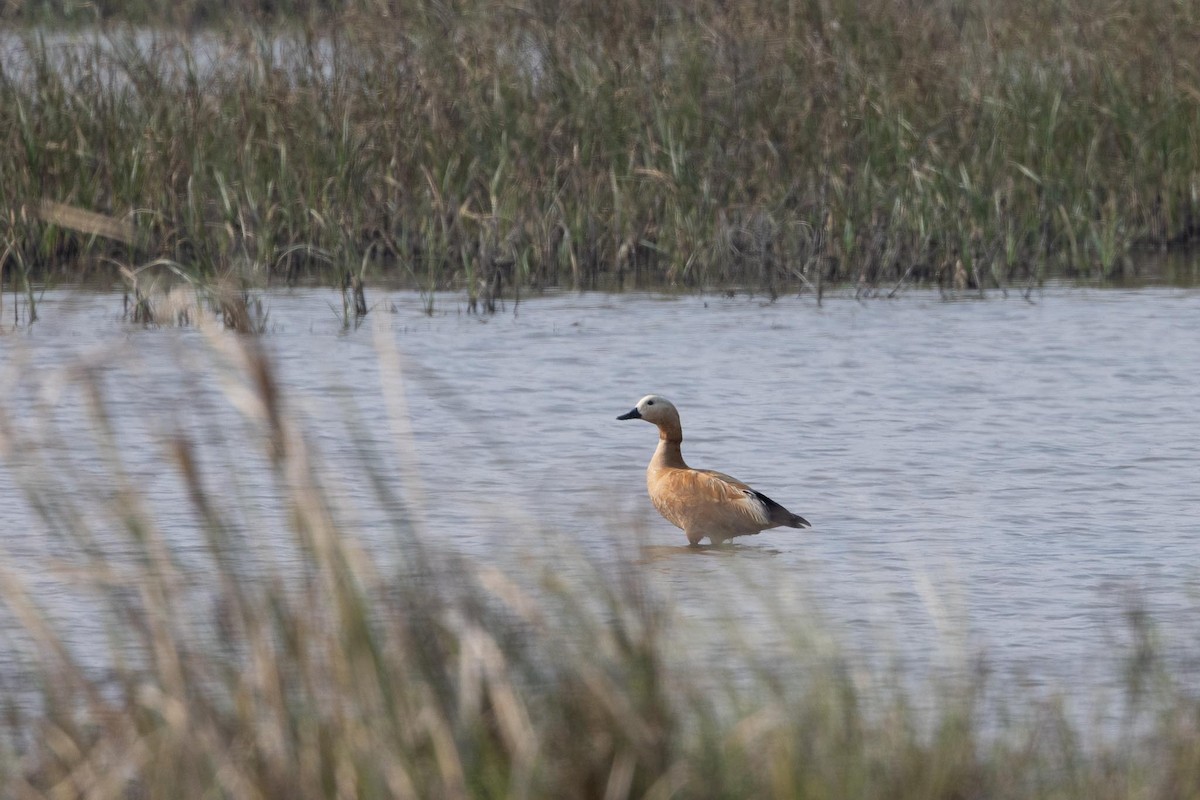Ruddy Shelduck - ML647435932