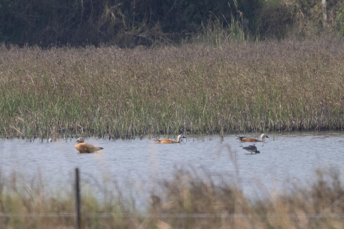 Ruddy Shelduck - ML647435933