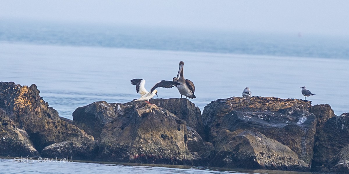 סולה אדומת-רגל - ML647435948