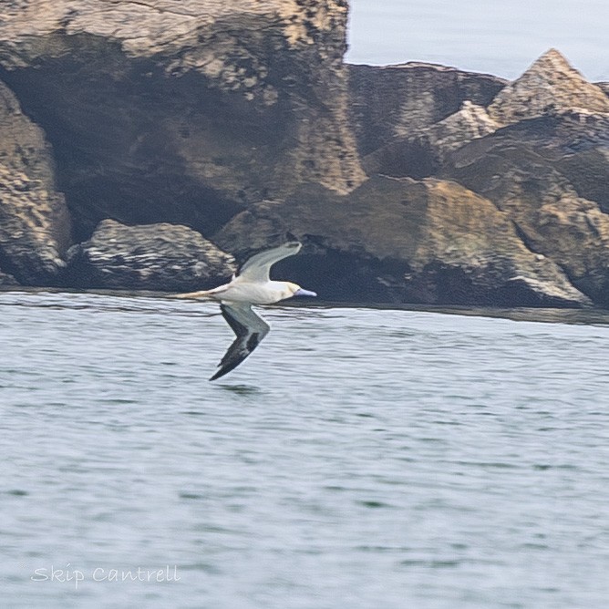 סולה אדומת-רגל - ML647435951