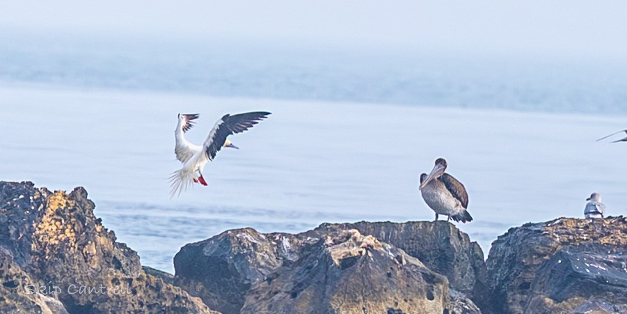סולה אדומת-רגל - ML647435952