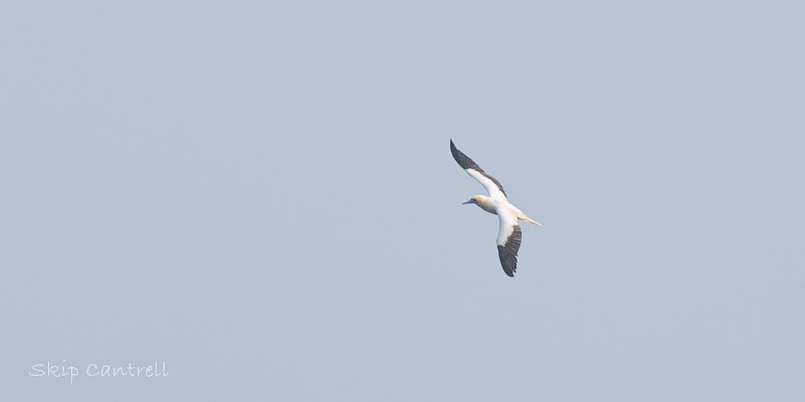 סולה אדומת-רגל - ML647435957