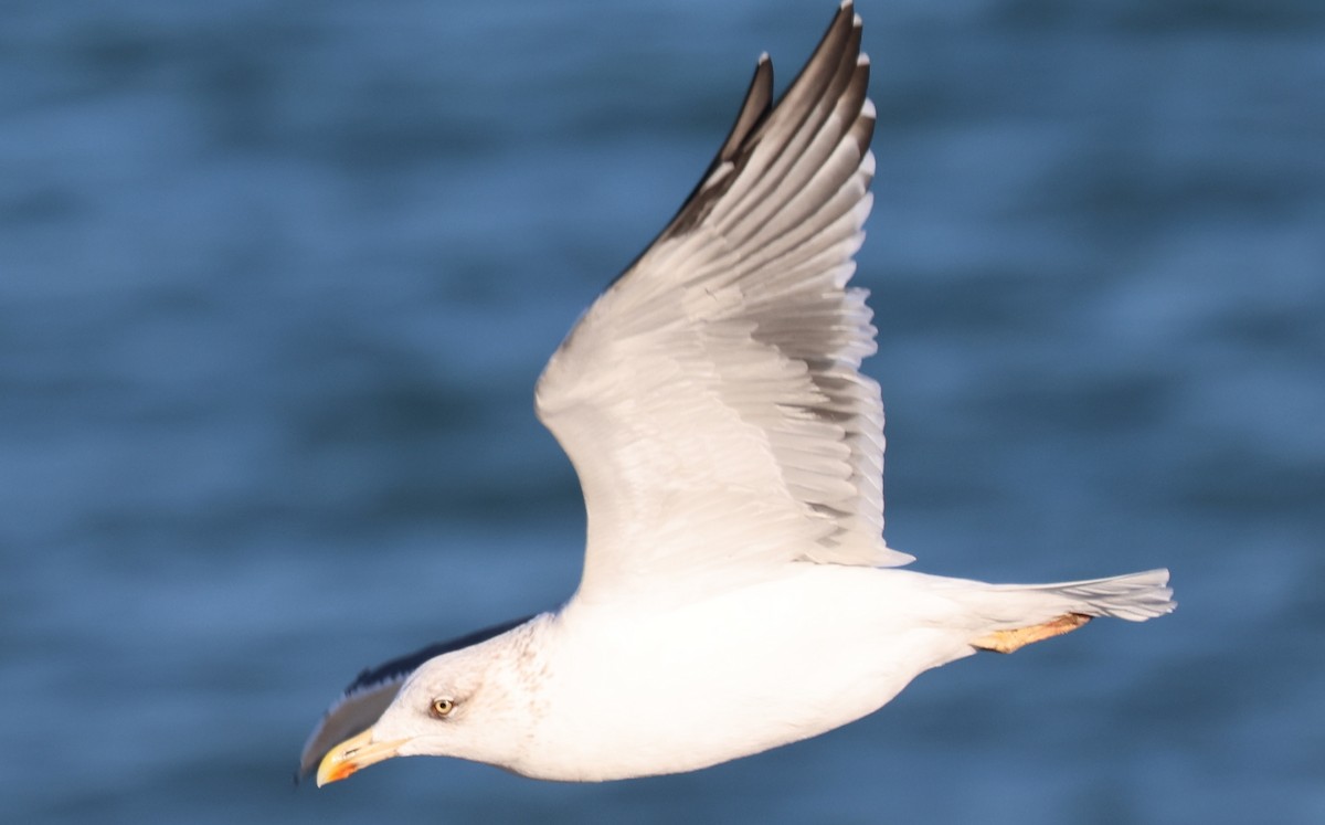 Lesser Black-backed Gull - ML647435963
