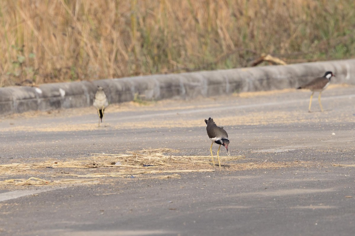 Büyük Kızkuşu - ML647435965