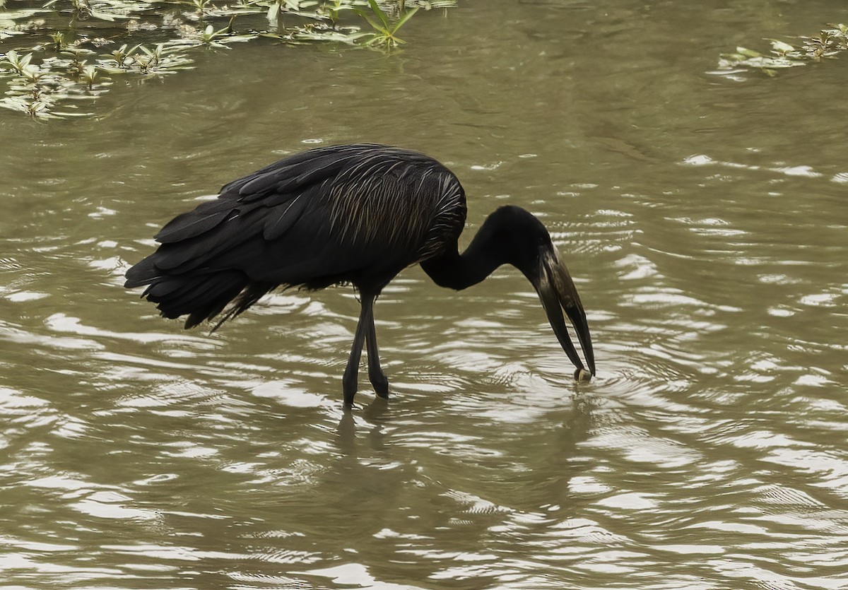 African Openbill - ML647435973