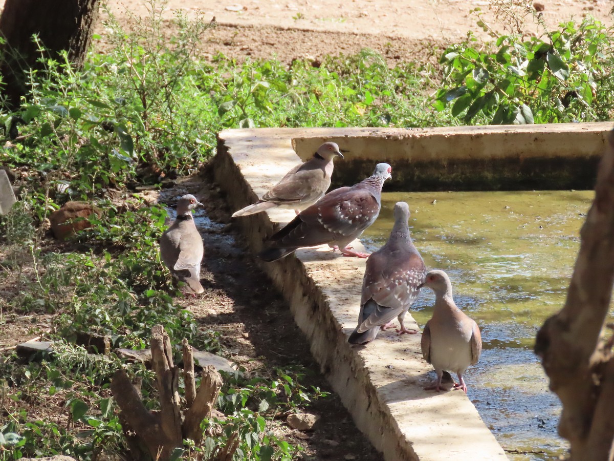 Speckled Pigeon - ML647435979