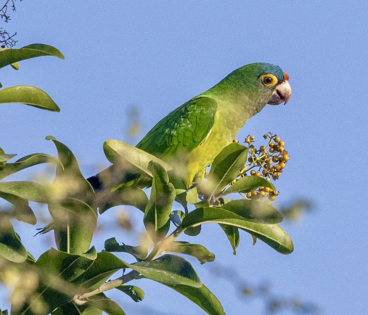 Orange-fronted Parakeet - ML647435997