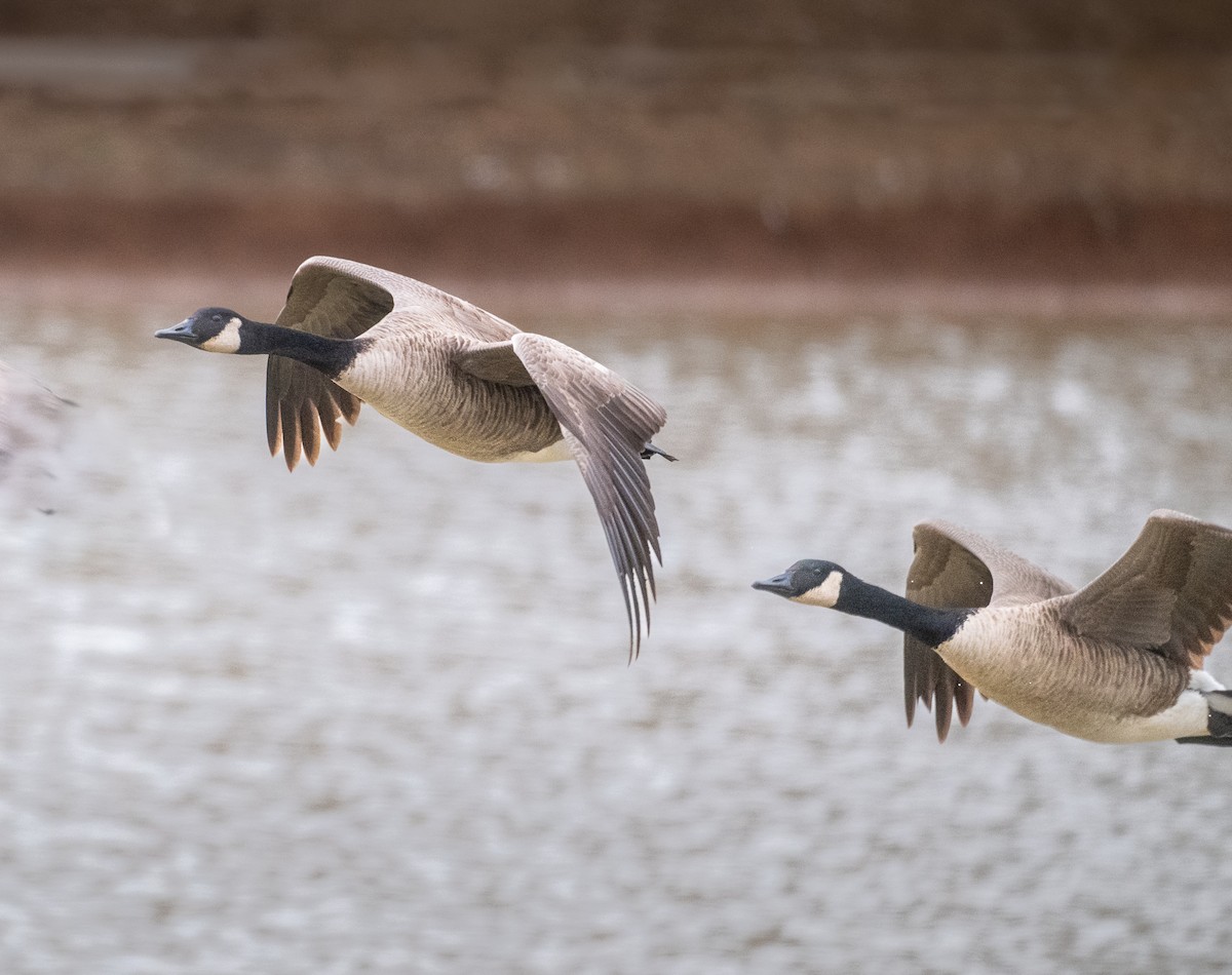 Canada Goose - ML647436017