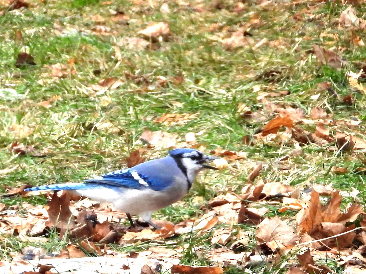 Blue Jay - ML647436019
