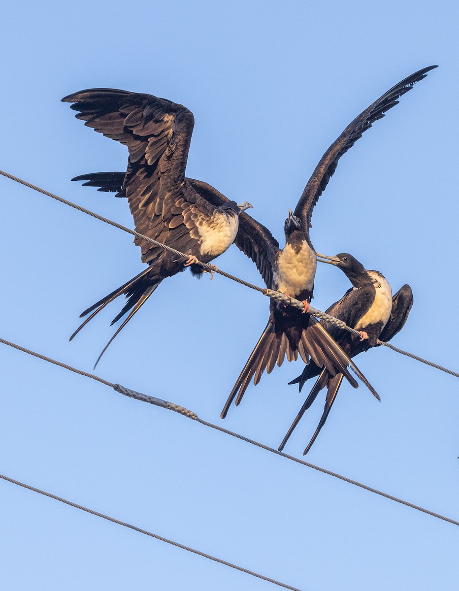 Magnificent Frigatebird - ML647436032