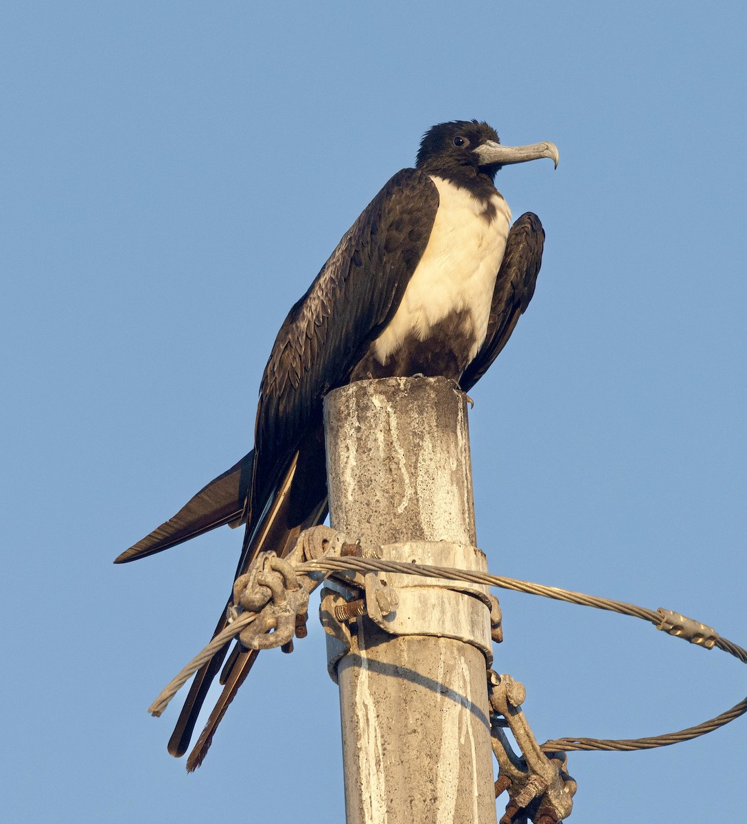 Magnificent Frigatebird - ML647436033