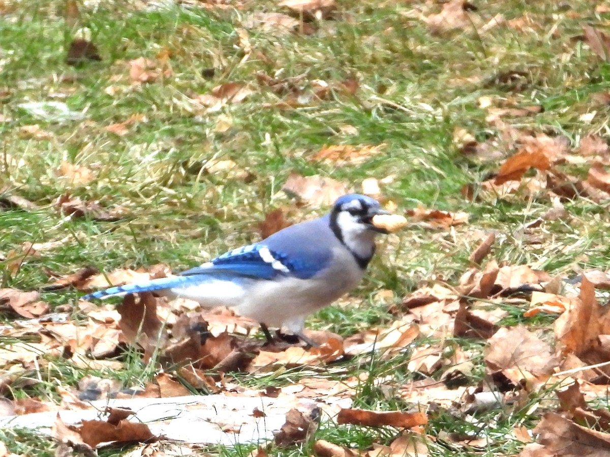 Blue Jay - ML647436035