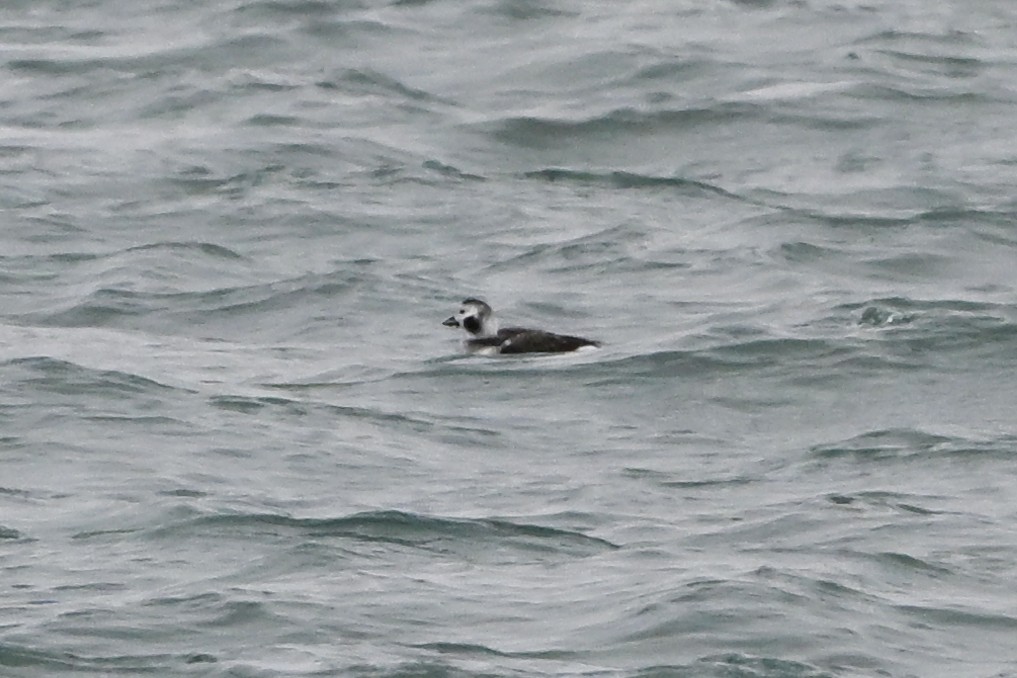 コオリガモ - ML647436047