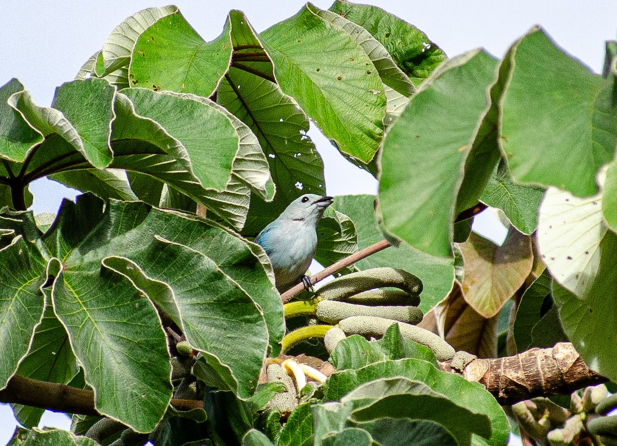 ソライロフウキンチョウ - ML647436049