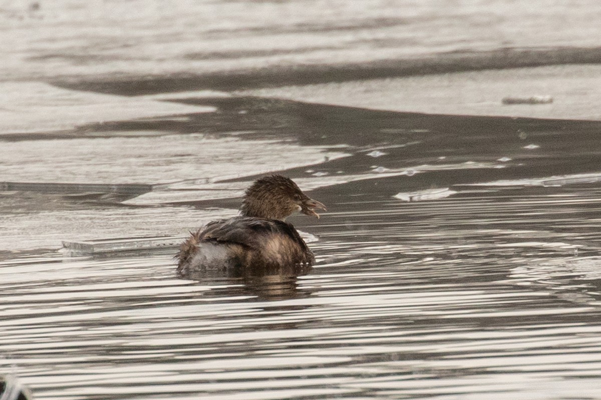 オビハシカイツブリ - ML647436050