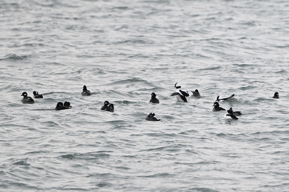 ヒメハジロ - ML647436052