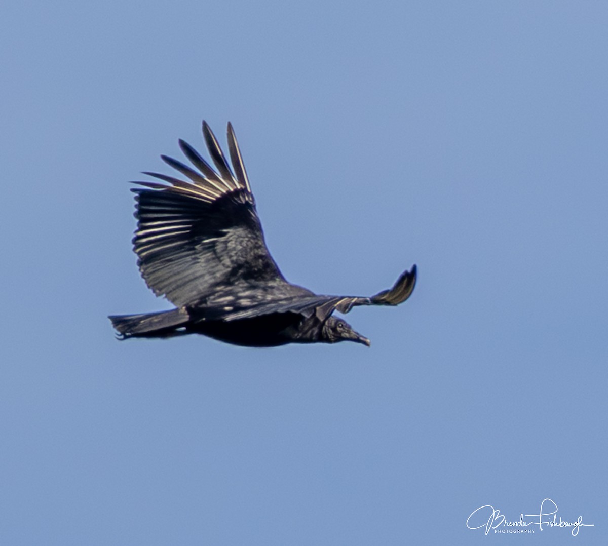 クロコンドル - ML647436053