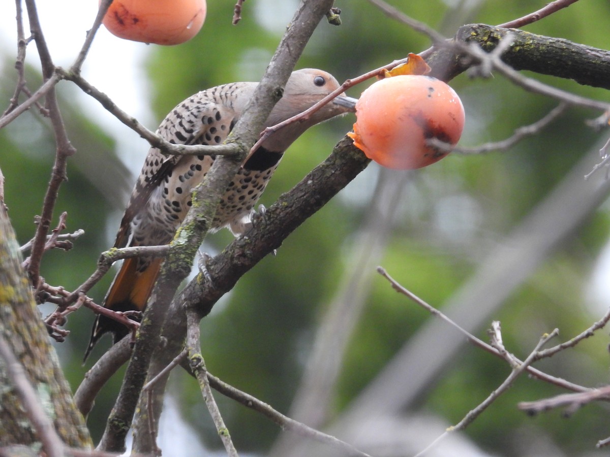 ハシボソキツツキ（luteus ｘ cafer） - ML647436054