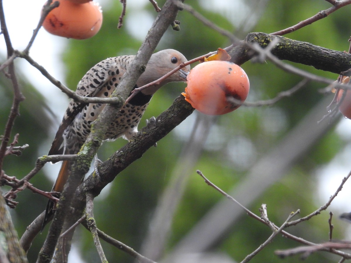ハシボソキツツキ（luteus ｘ cafer） - ML647436055