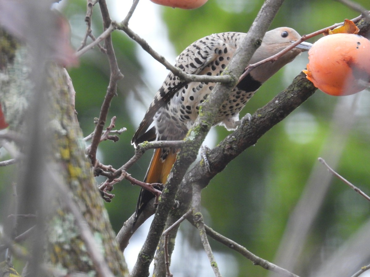 ハシボソキツツキ（luteus ｘ cafer） - ML647436056