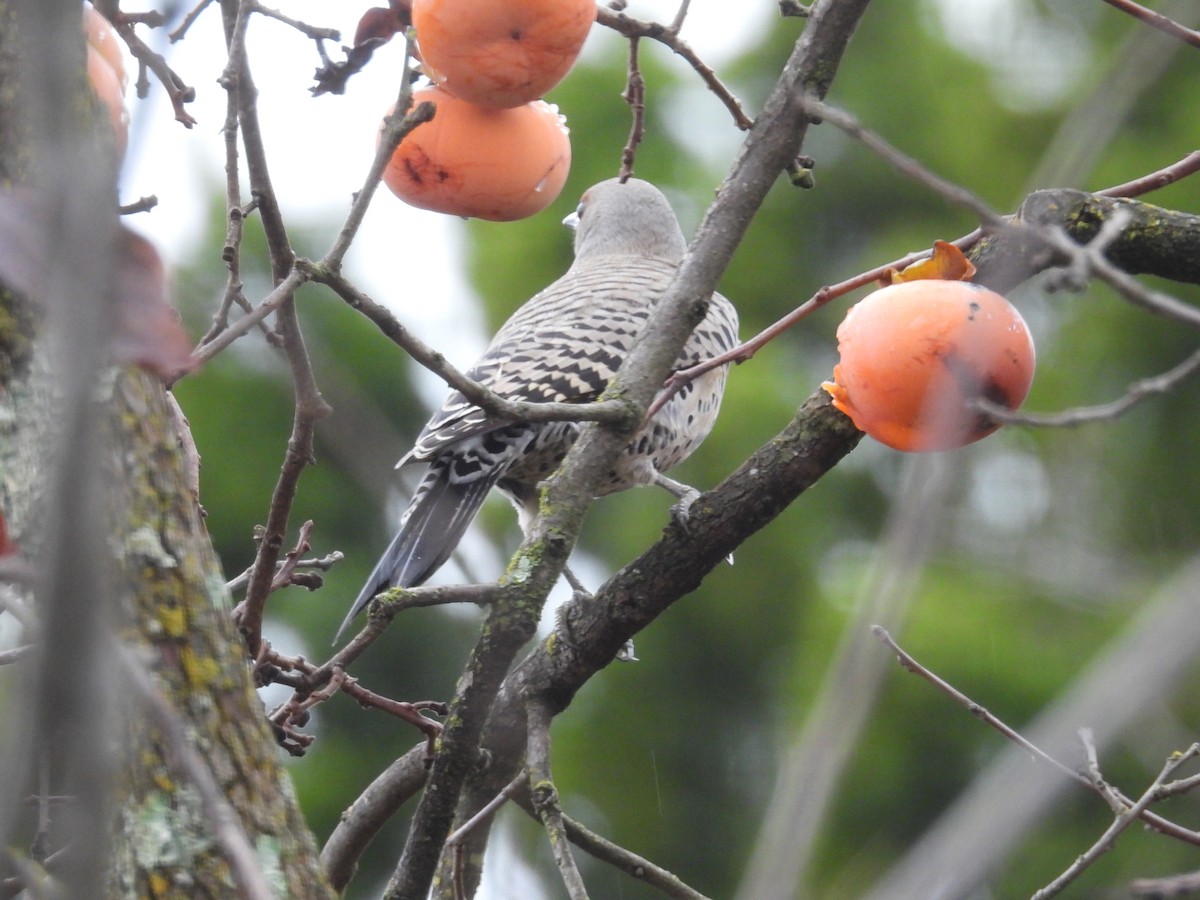 ハシボソキツツキ（luteus ｘ cafer） - ML647436057