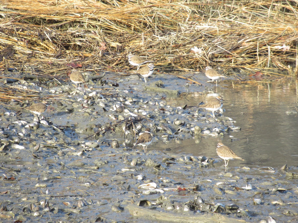 フタオビチドリ - ML647436059