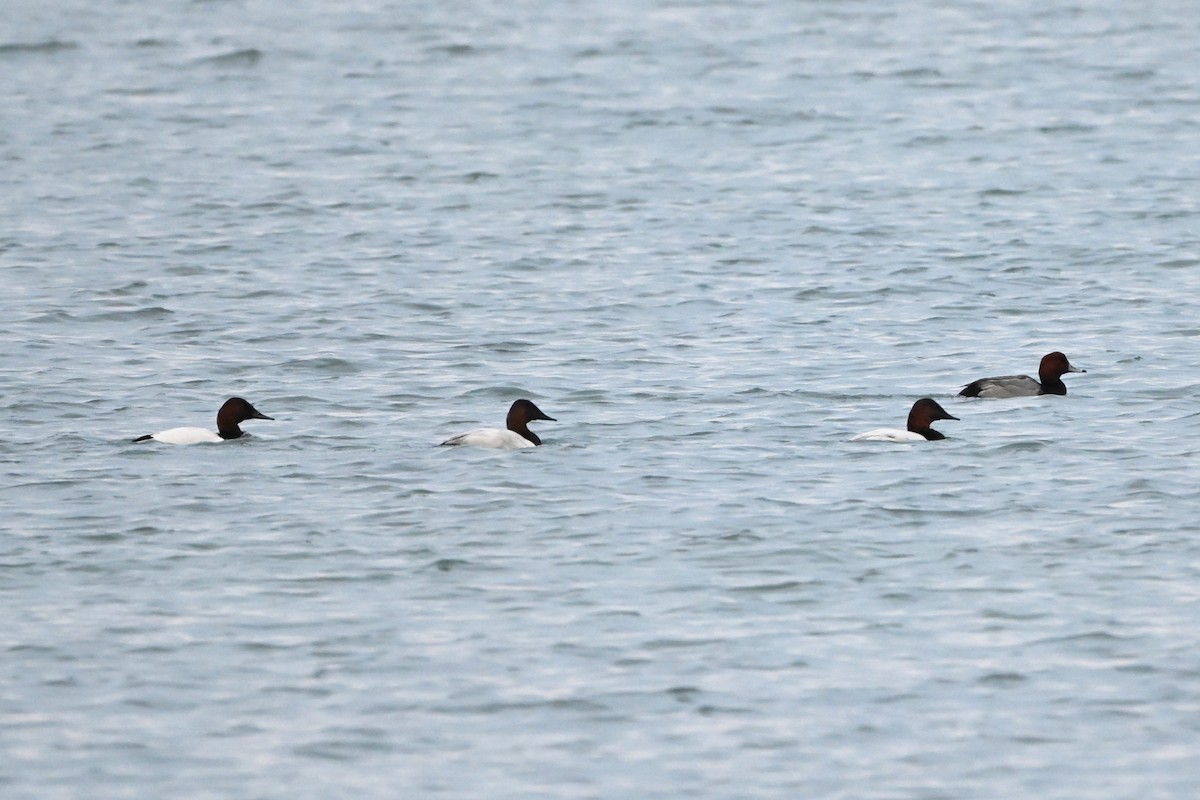 オオホシハジロ - ML647436060